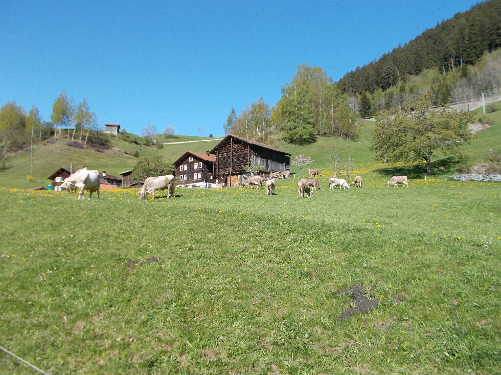 A Swiss farmhouse with cows in the foreground, looking uphill towards the highway.