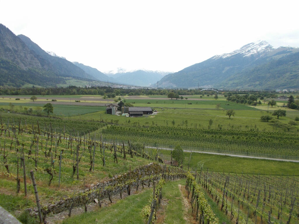 A scenic shot of a vineyard and the river valley below.