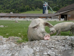 A large hog standing in the yard outside a pig barn.