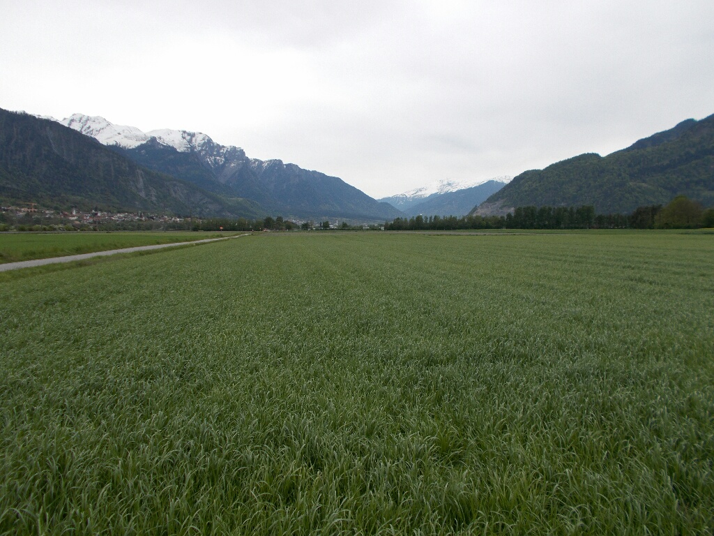 A large green grain field with a village and mountains in the background.