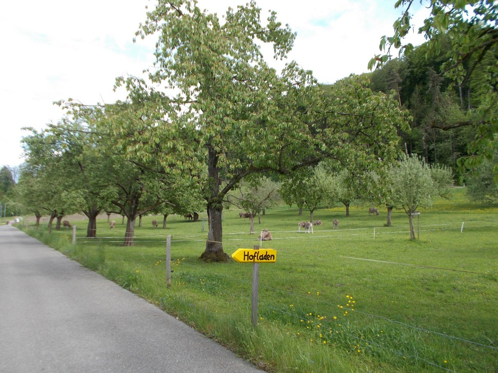 Cows feeding in a small roadside field in Switzerland.