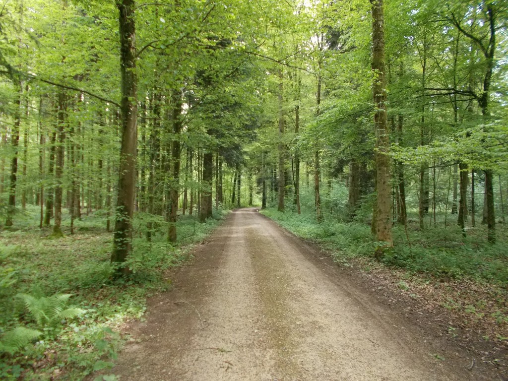 Large trees and forest to either side of a dirt road.