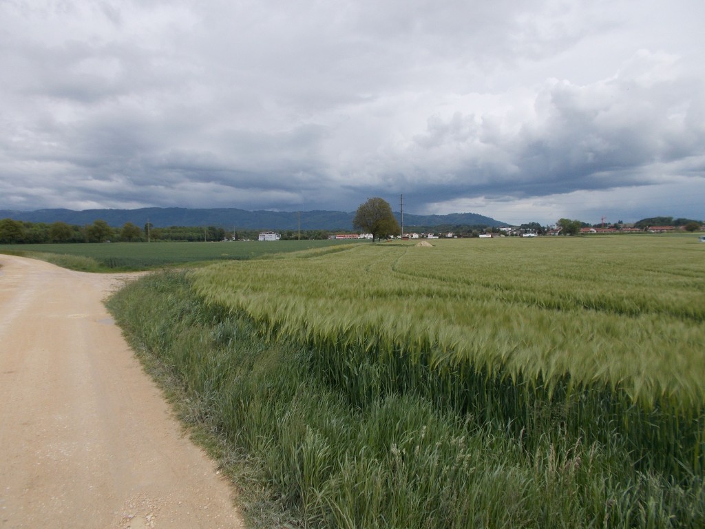 A green grain field and gravel road. Cloudy skies above. Houses in the distance.